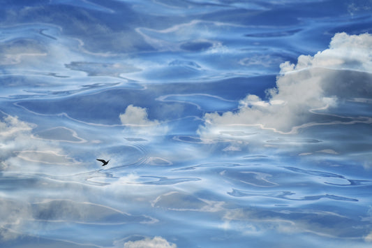 Charlotte Stevenson - The Art Source | Price Varies by Project