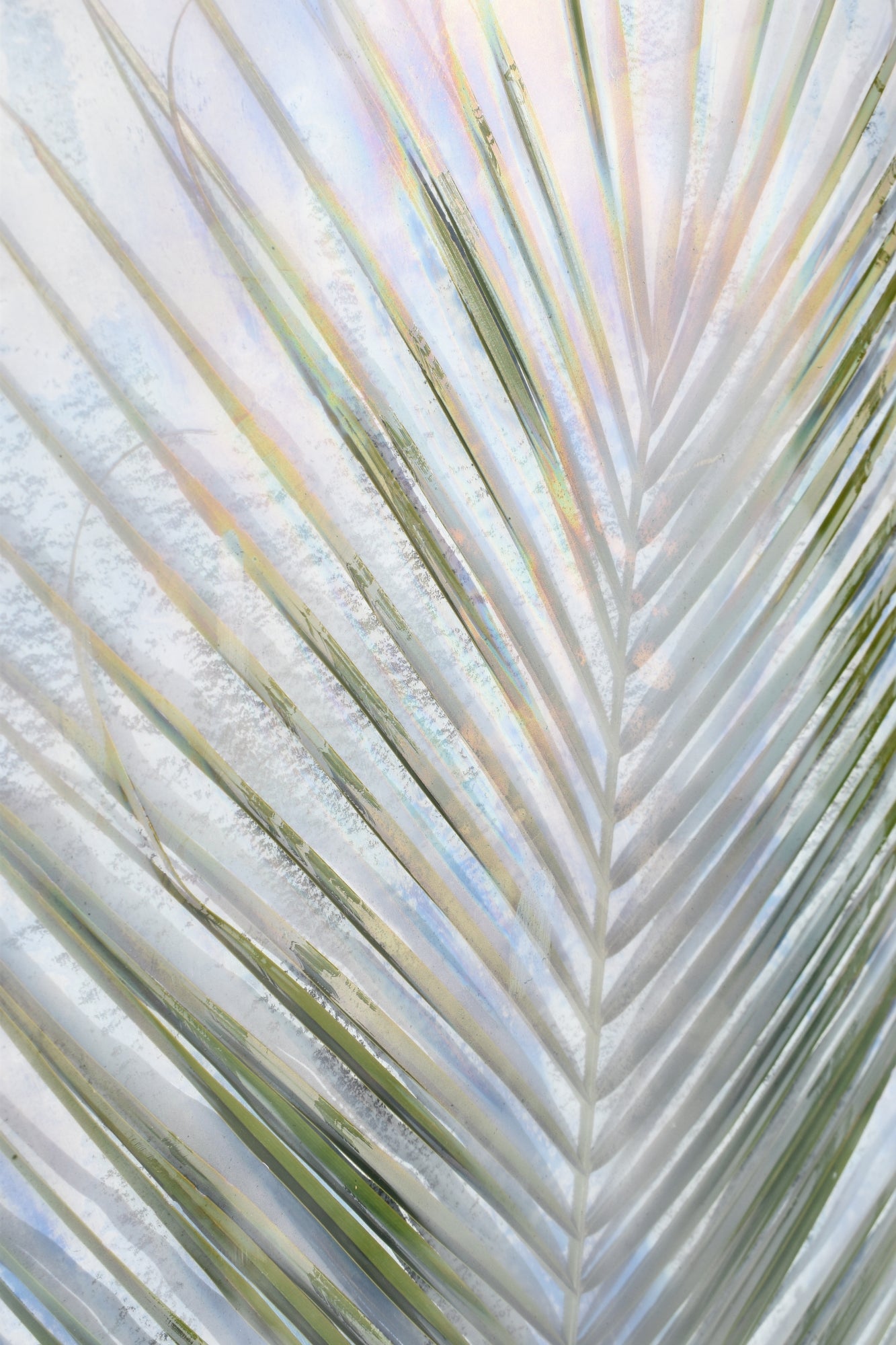 Pastel Palm Portrait / Charlotte Stevenson / 20x30 / Metal Photography Print