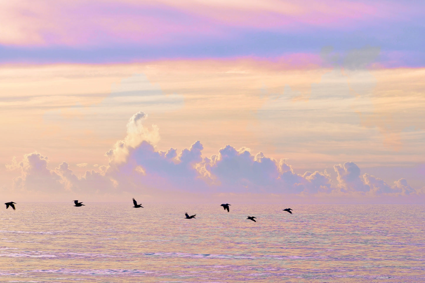 Joy in the Morning / Charlotte Stevenson / Photography Prints / Size and Print Options Available