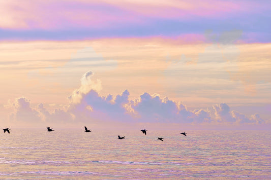 Joy in the Morning / Charlotte Stevenson / Photography Prints / Size and Print Options Available