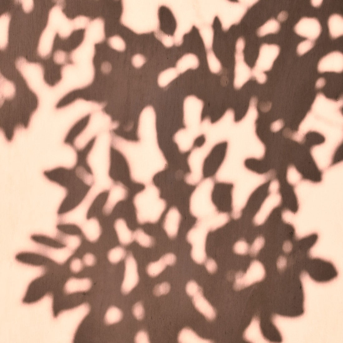 Bold Botanicals I, II and III / Charlotte Stevenson / 16x24 / Canvas Photography Prints