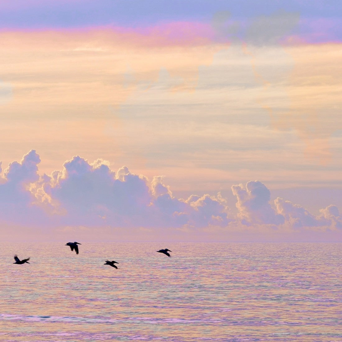 Joy in the Morning / Charlotte Stevenson / Photography Prints / Size and Print Options Available