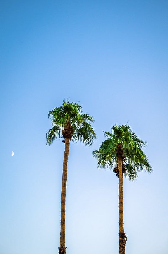Moonlit Palms / FenixPDE / Framed Photography Canvas Print