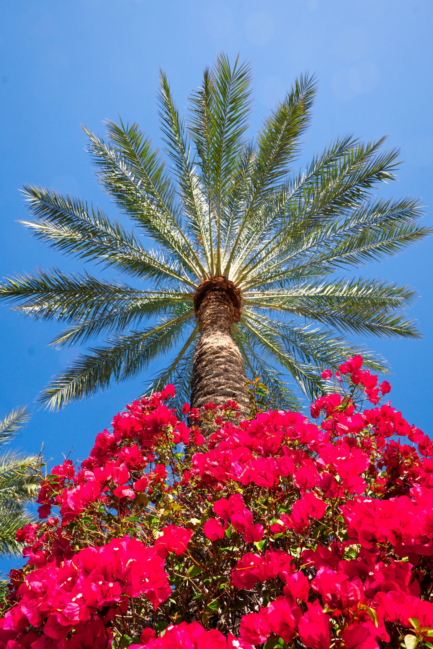 Pink Floral Palm / FenixPDE / Framed Photography Canvas Print