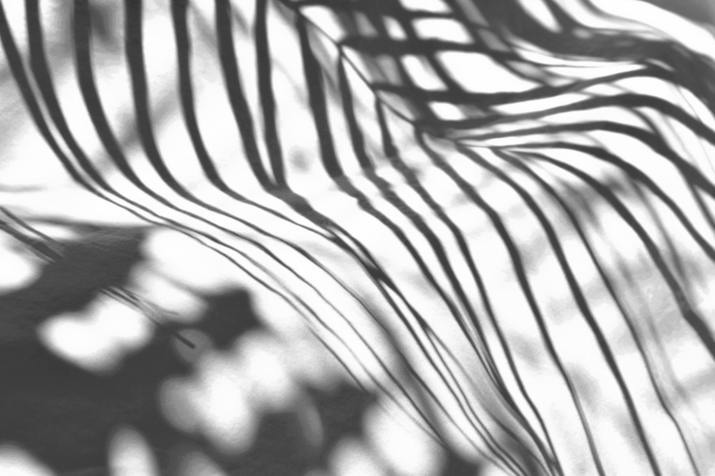 Shadows in the Sun I and II / Charlotte Stevenson / 16x20 / Fine Art Photography Prints