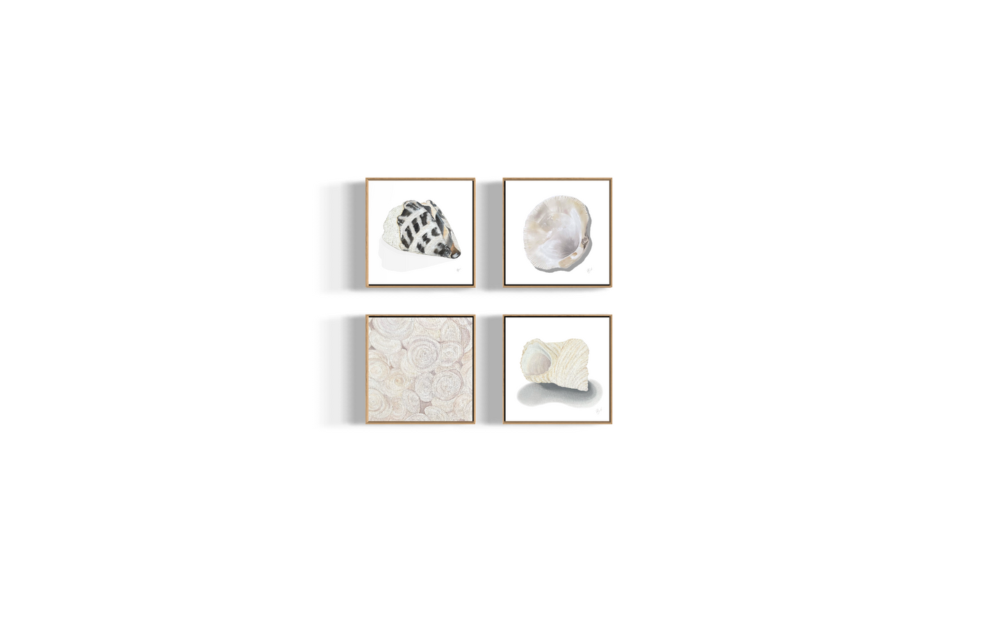 Shell Collection Prints / Becky Bennett / Set of 4 / 8x8