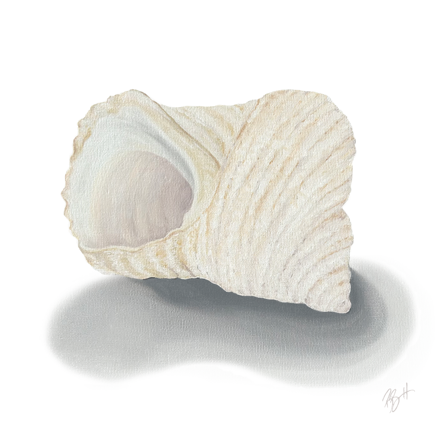 Shell Collection Prints / Becky Bennett / Set of 4 / 8x8